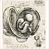 Study of a Womb