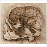 Section through a Skull