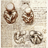Views of a Fetus in the Womb